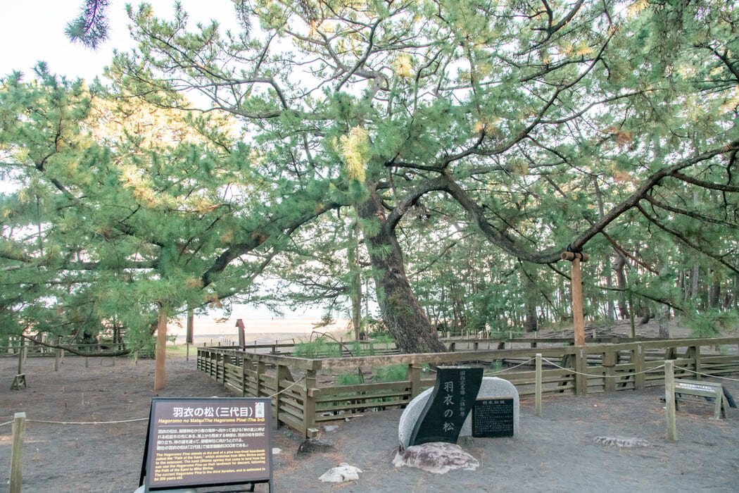 羽衣の松